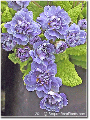 Primula 'Blue Sapphire'