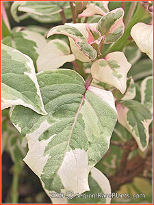Fuchsia fulgens 'Variegated'