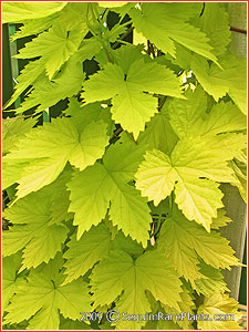 Humulus lupulus 'Aureus'