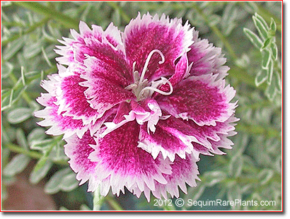 Dianthus 'Sweetheart Abbey'