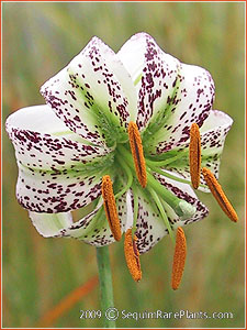 Lilium duchartrei