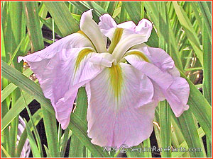 Iris ensata 'Norma'