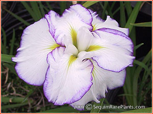 Iris ensata 'Light at Dawn'