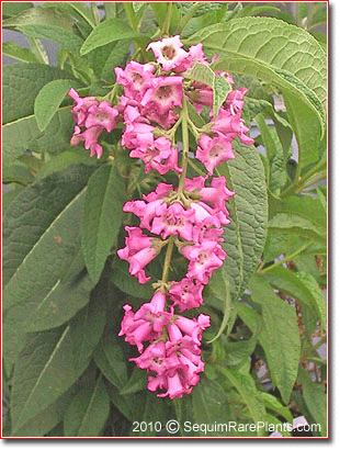 Buddleja colvilei 'Kewensis'