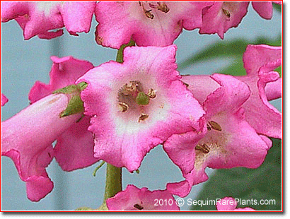 Buddleja colvilei 'Kewensis'