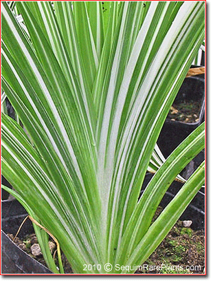 Hemerocallis fulva 'Kwanso Variegata'