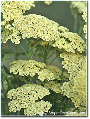 yarrow, Achillea 'Anthea'