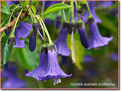 Acnistis or Iochroma