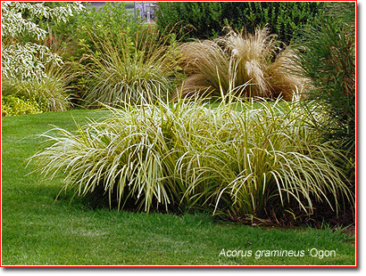 Acorus gramineus 'Ogon'