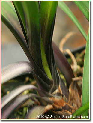 dark base of leaves of Agapanthus 'Northern Star'
