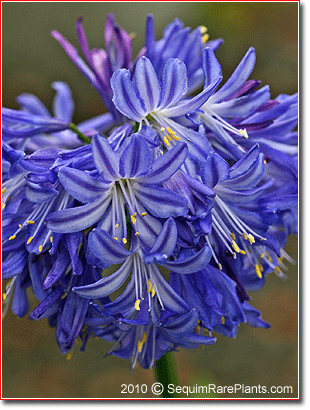 Agapanthus 'Northern Star'