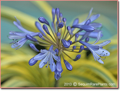 Agapanthus 'Hinag'