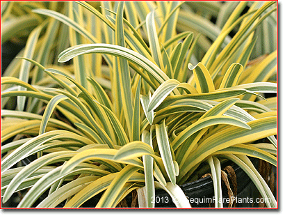 creamy golden leaves of Agapanthus 'Hinag'