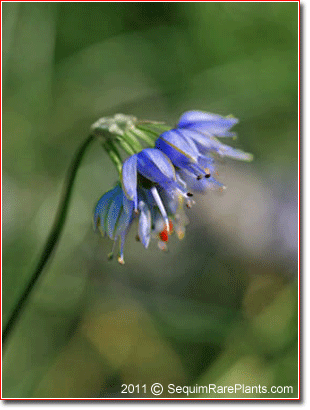 Allium sikkimense