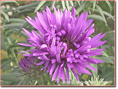 Aster nova-angliae 'Purple Dome'