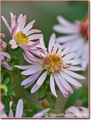 Aster 'Coombe Fishacre'