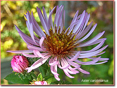 Aster carolinianus