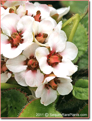 flowers of Bergenia ciliata ligulata