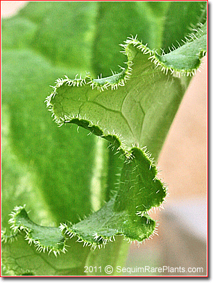 hairs on leaf edge of Bergenia c. ligulata