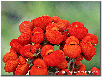 Calceolaria integrifolia 'Kentish Hero'