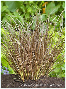 Carex flagellifera 'Auburn'