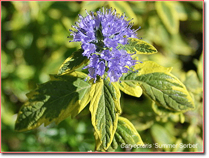 Caryopteris 'Summer Sorbet'