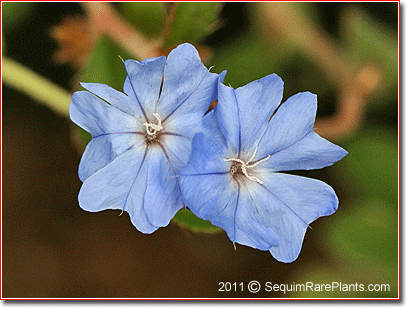 Griffith's leadwort, Ceratostigma griffithii