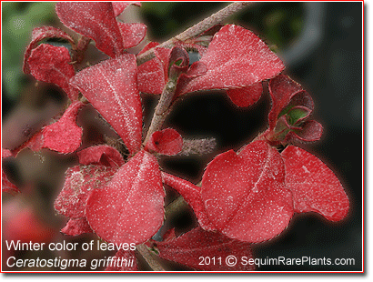 winter color of Ceratostigma griffithii