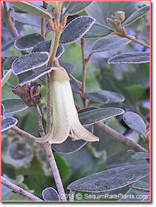 Correa 'Ivory Bells'