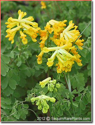 Corydalis lutea