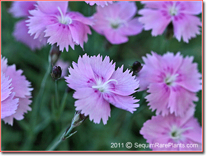 Dianthus 'Bewitched'