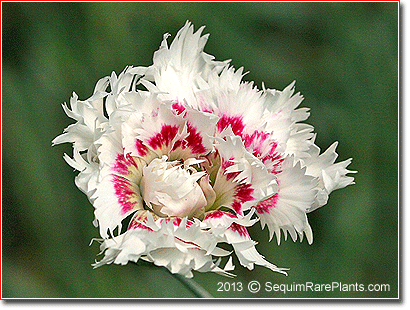 Dianthus 'Bridal Veil'