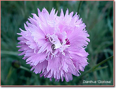 Dianthus 'Gloriosa'