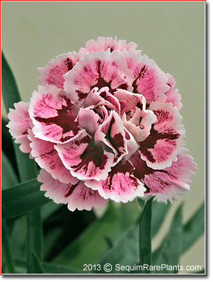 Dianthus 'Velvet on White'