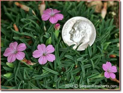 Dianthus microlepis