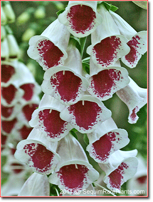 Digitalis 'Pam's Choice'