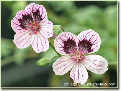 Erodium x kolbianum 'Natasha'