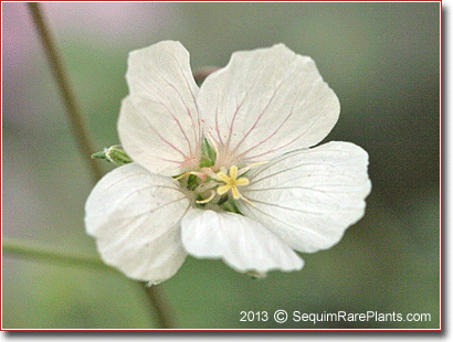 Erodium 'White Pearls'