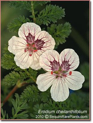 Erodium cheilanthifolium