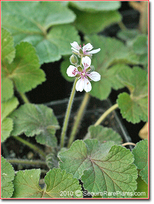 Erodium trifolium