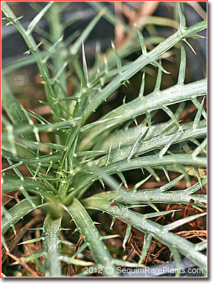 leaves of Eryngium carlinae