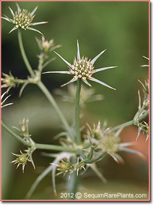 flowers of Eryngium carlinae