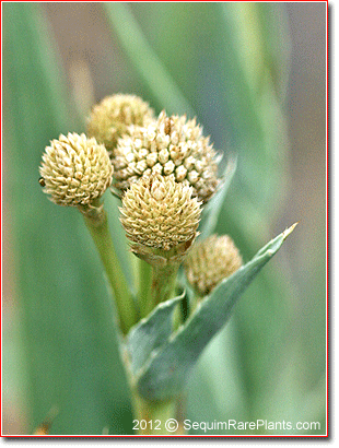 bluish leaves of Eryngium yuccifolium