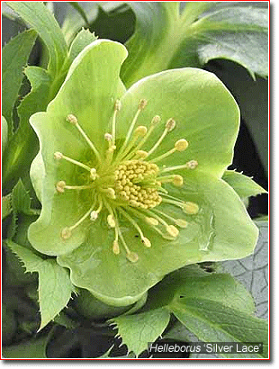 a flower of Helleborus 'Silver Lace'