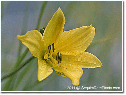 lemon yellow Hemerocallis 'Little Minor'