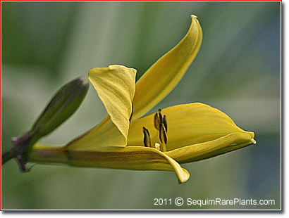 darker reverse to Hemerocallis 'Little Minor'