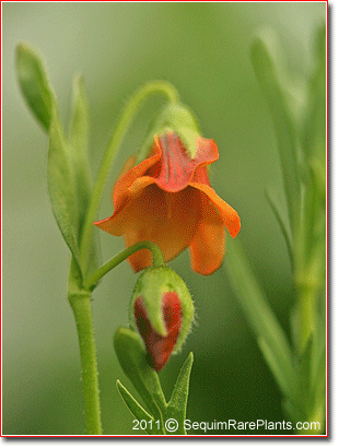 Hermannia  ciliata