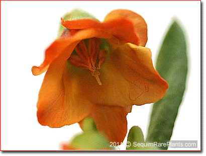 inside of the flower of Hermannia ciliata