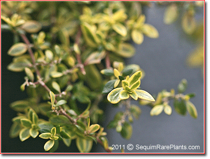 creeping growth of Herniaria 'Sea Foam'