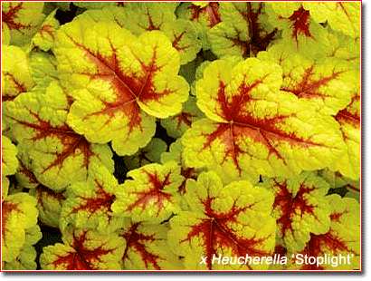 x Heucherella 'Stop Light'